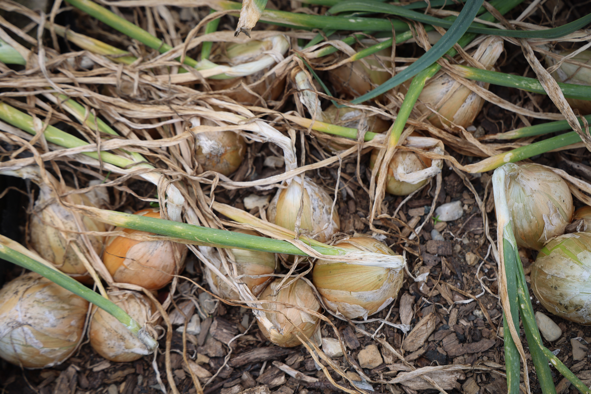 Freshly harvested onions with visible roots and soil, lying on the ground.