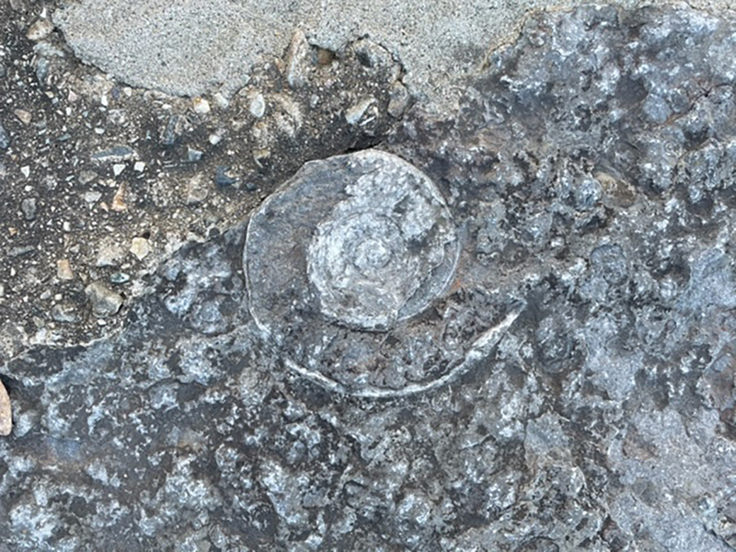 fossil in seawall