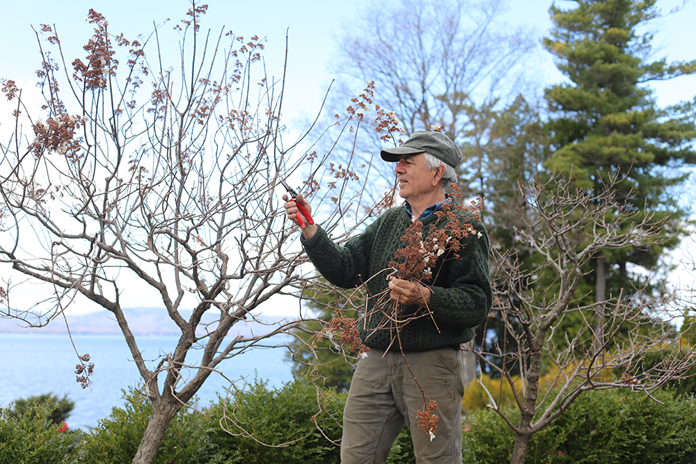 A man in baseball cap, beside a hydrangea bush, holds red pruning sheers and pruned dead blossoms. Lake in background.