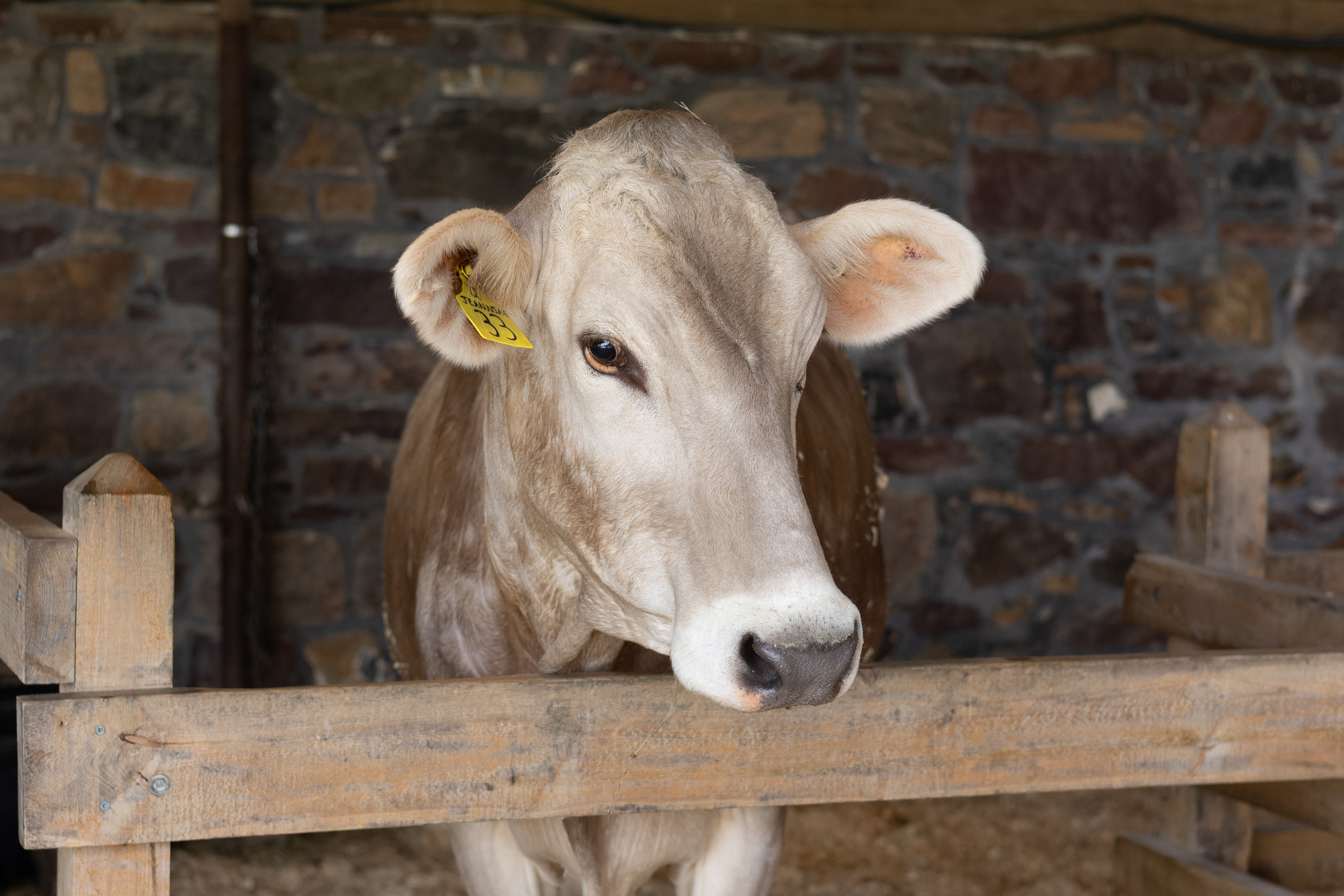 An adult Brown Swiss cow gazes over a fence in a barn setting.
