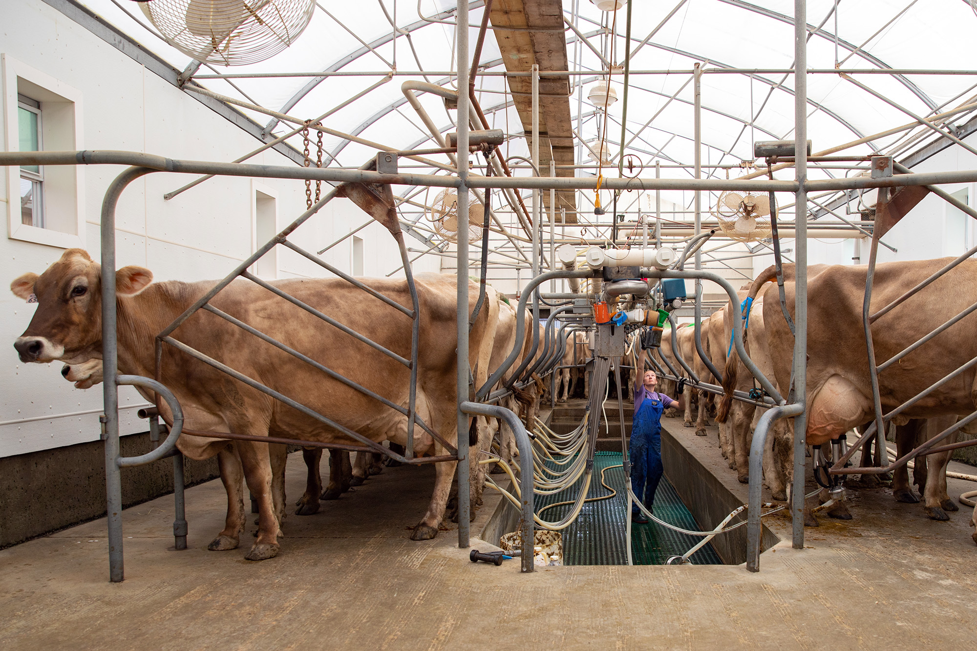 A person in overalls reaches upward for a piece of equipment in the middle of a milking parlor lined with dairy cows.