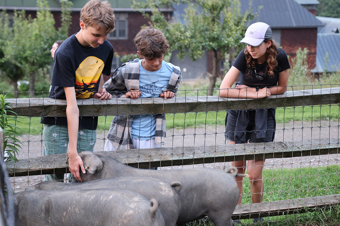 Three people lean over a wooden fence looking at three pigs.