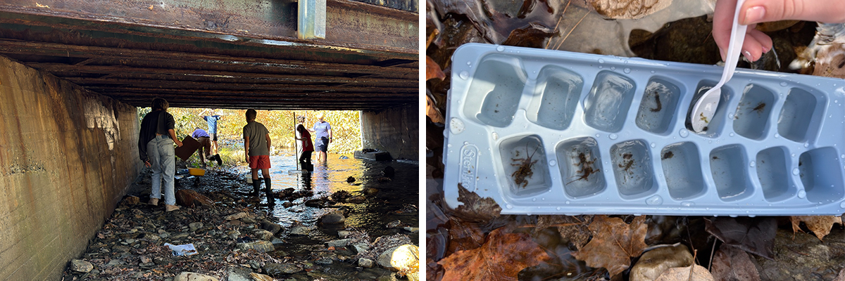 A collage of two images depicting students dipping nets in a river under a bridge and macroinvertabrates in an ice cube tray
