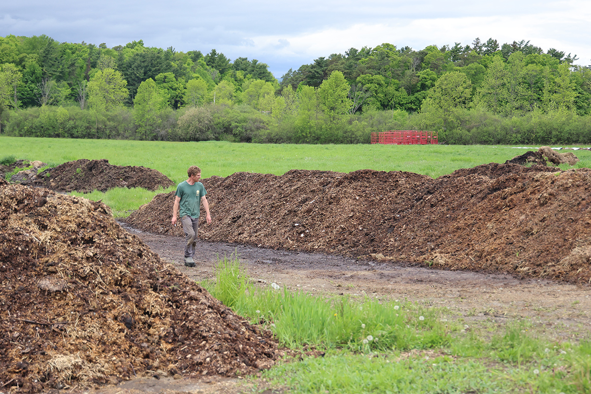 Man in green shirt walks between two long windrows, or lines, of compost