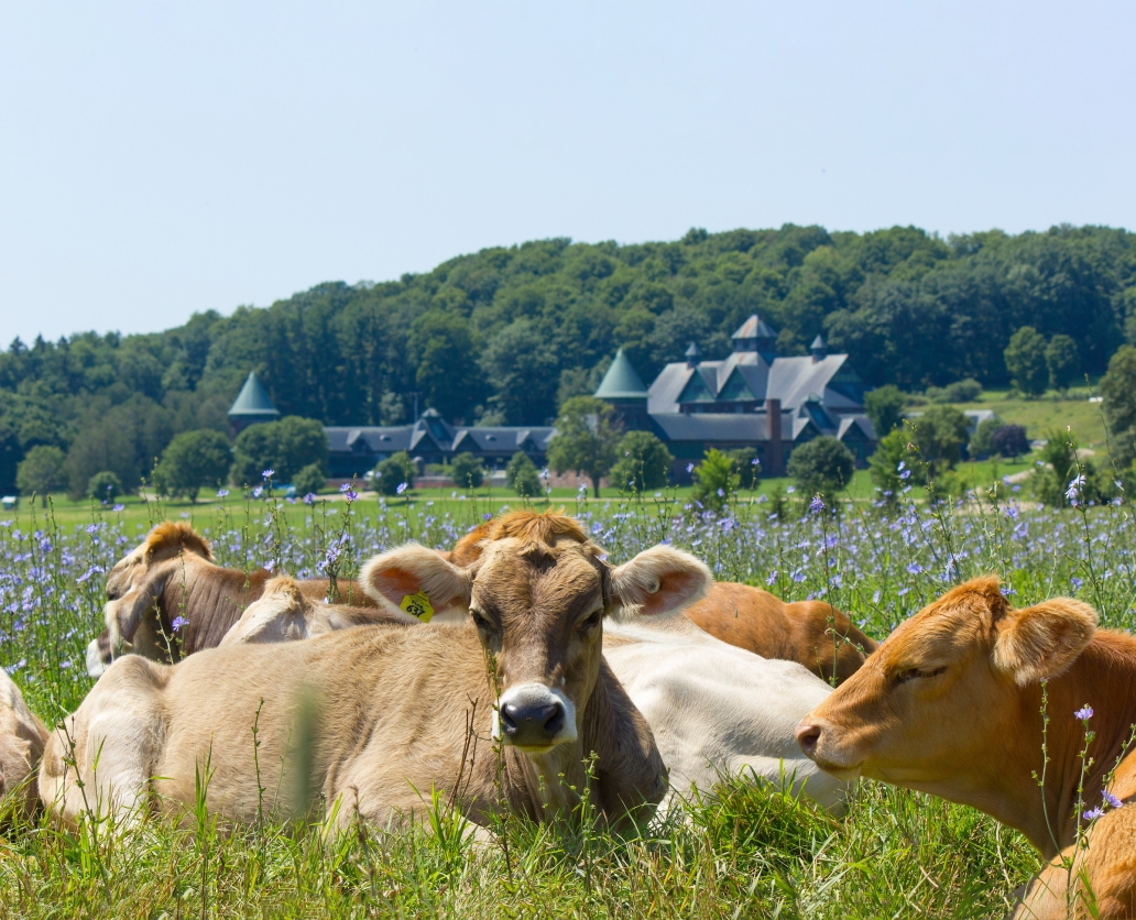 cows lay in a pasture