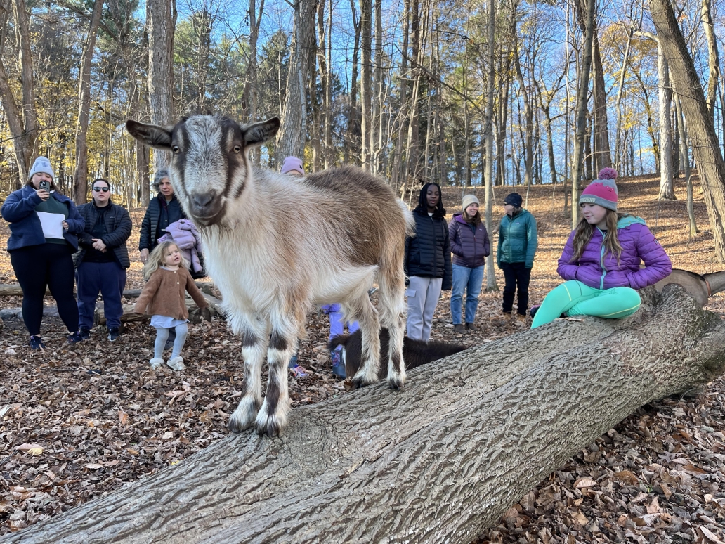 autumn goat hike