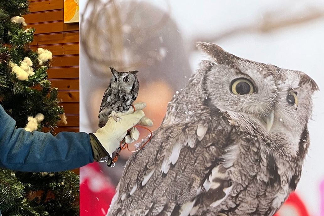 owl