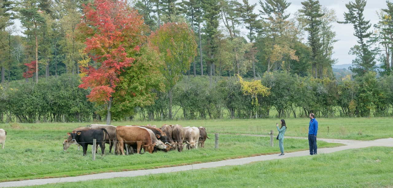 two people on trail looking at small herd of cows