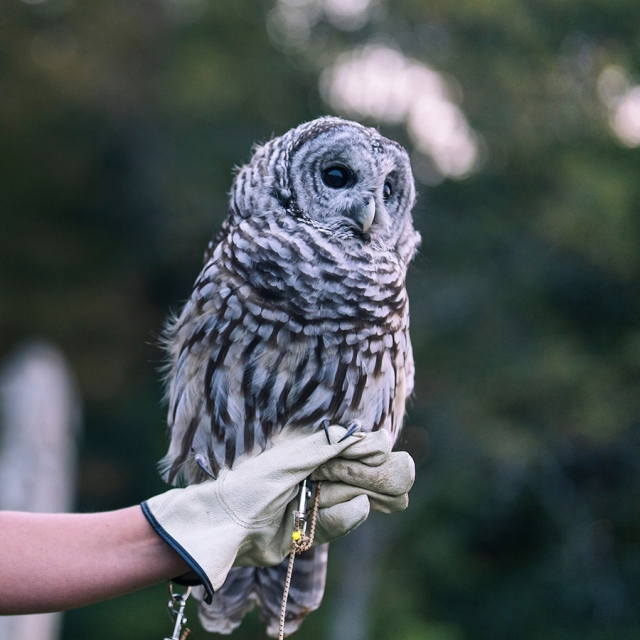 gray owl with brown stripes sits on gloved human hand