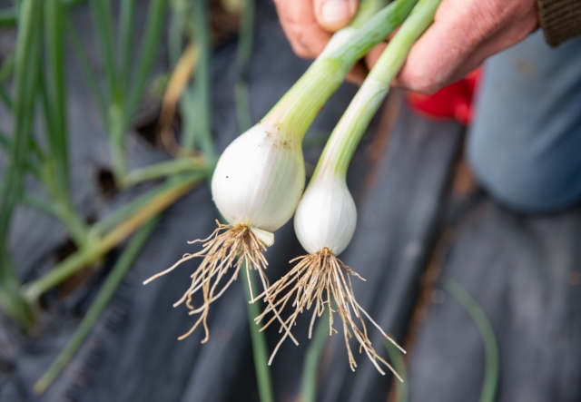Person holding two freshly harvested white onions with roots, against an outdoor background.