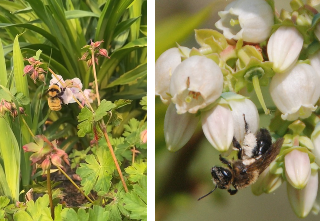 side by side photos of two different bee species on flowers