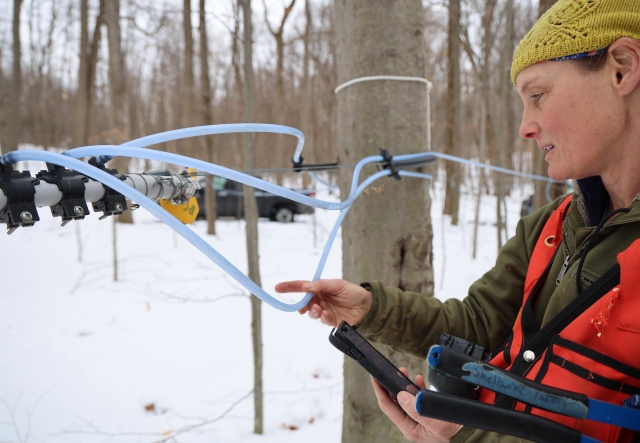 woman in orange vest tugs presses her fingers on blue sugaring tubing in a snowy woods.