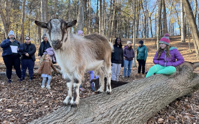 autumn goat hike