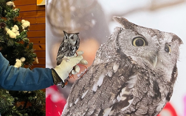 owl