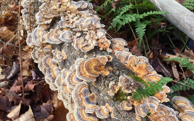 Many mushrooms growing on a log on a forest floor
