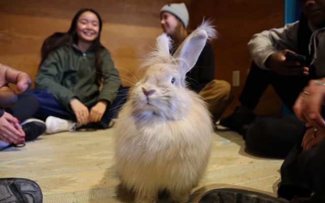 rabbit with kids