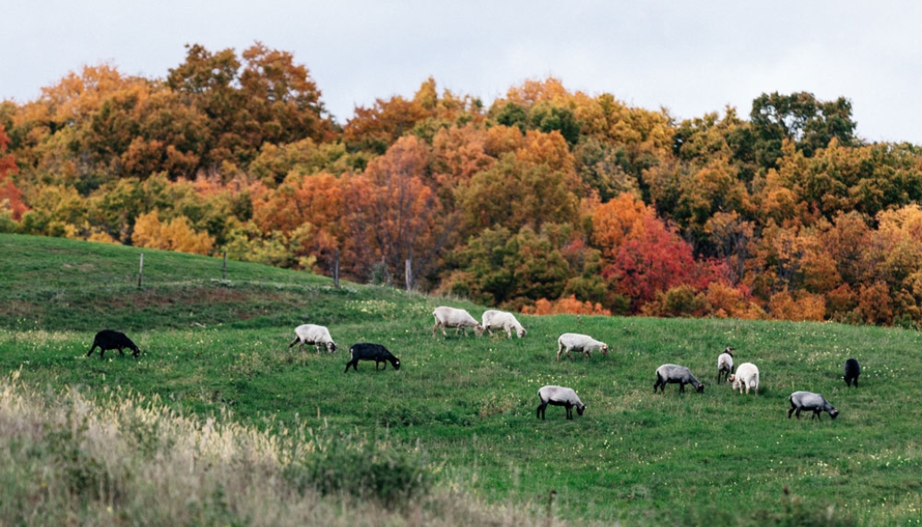 A flock of sheep on a green pasture, autumnal trees in the distance.